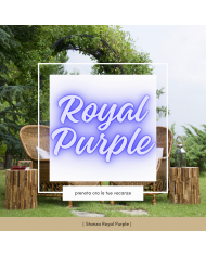 Orchidea Verde Orchidea Verde